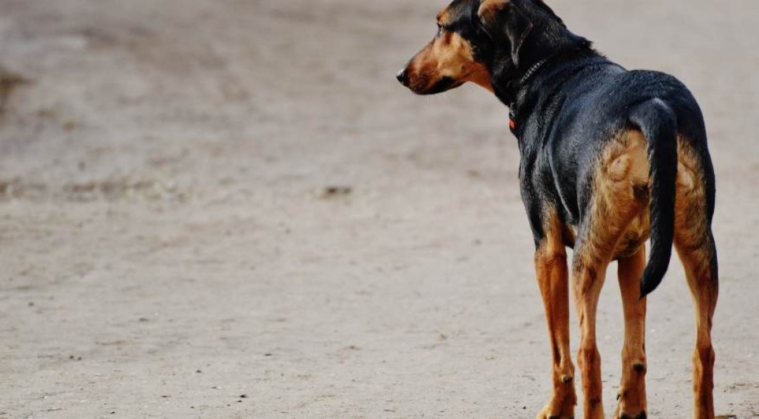 Causa animal: aprovado projeto que torna obrigatória a prestação de socorro a animais atropelados em Itabaiana